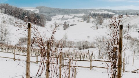 Kurzurlaub im Advent in Österreich: Besinnliche Auszeit im Weingarten-Resort, Bild 1/1